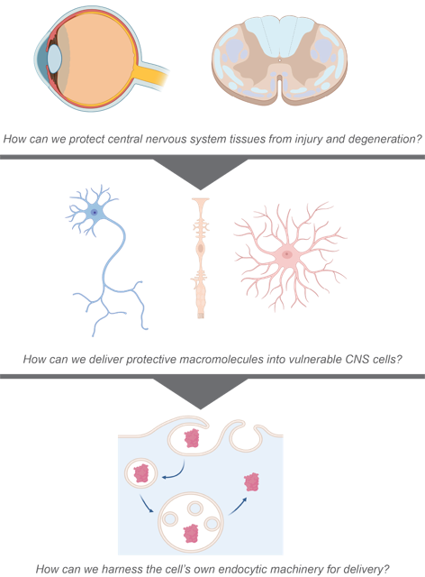 Image of biological organs, tissues and cells